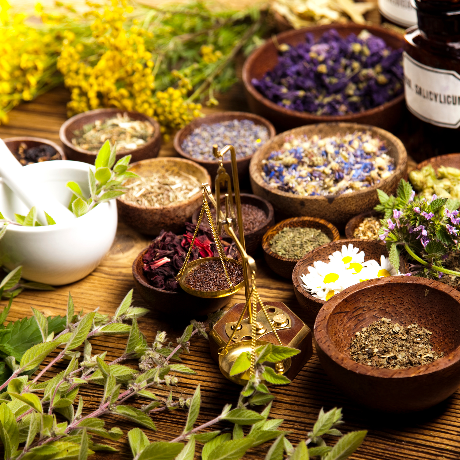 Herbs (A-M) (Assorted Sizes)