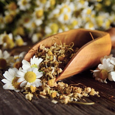 Chamomile Flower Whole