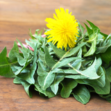 Dandelion Leaf (Taraxacum Officinale)