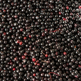 Elder Berries Whole (Sambucus Nigra)