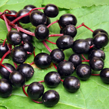 Elder Berries Whole (Sambucus Nigra)