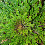 Rose of Jericho Resurrection Flower