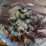 Rose of Jericho Resurrection Flower