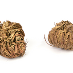 Rose of Jericho Resurrection Flower