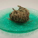Rose of Jericho Resurrection Flower