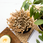 Rose of Jericho Resurrection Flower