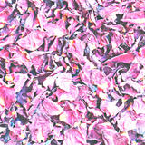 Rose Petals Pink (Rosa Gallica)