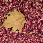 Rose Petals Pink (Rosa Gallica)