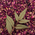Rose Petals Pink (Rosa Gallica)