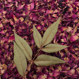 Rose Petals Pink (Rosa Gallica)