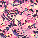 Rose Petals Pink (Rosa Gallica)