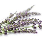 Organic Lavender Flowers