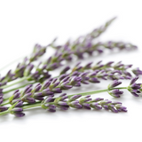 Organic Lavender Flowers