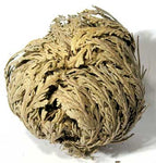Rose of Jericho Resurrection Flower