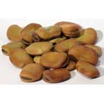 Mojo Wish Bean (Vicia Faba)