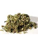 Mugwort Cut (Artemisia Vulgaris)