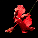 Hibiscus Flower Whole