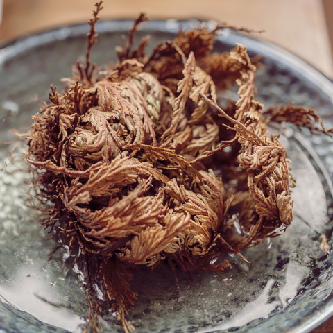 Rose of Jericho Resurrection Flower