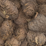 Rose of Jericho Resurrection Flower