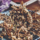 Rose of Jericho Resurrection Flower