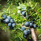 Juniper Berries Whole (Juniperus Communis)