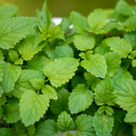 Lemon Balm Cut