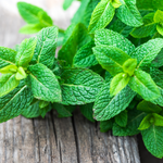 Lemon Balm Cut