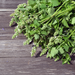 Lemon Balm Cut