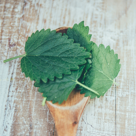 Lemon Balm Herb Cut