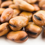 Mojo Wish Bean (Vicia Faba)
