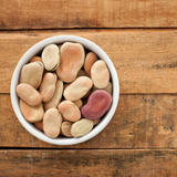 Mojo Wish Bean (Vicia Faba)
