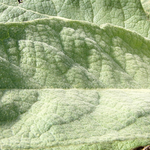 Mullein Leaf Cut