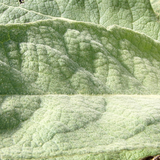 Mullein Leaf Cut