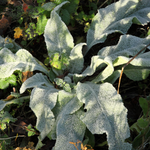 Mullein Leaf Cut