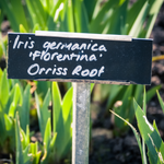 Orris Root Powder