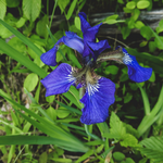 Orris Root Powder