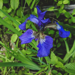 Orris Root Powder (Iris Germanica)