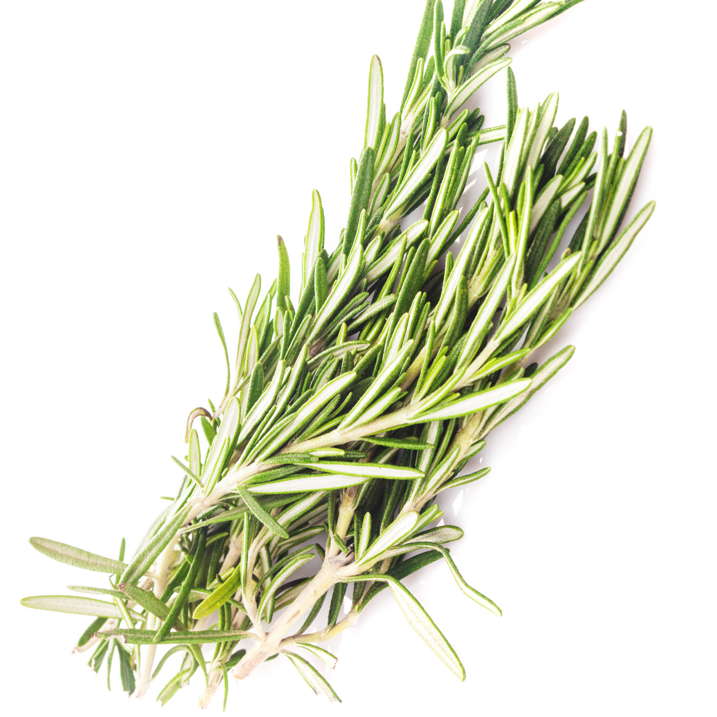 Rosemary Leaf Whole (Rosemary Officinalis)
