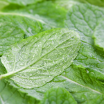 Spearmint Cut (Mentha Spicata)