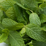 Spearmint Cut (Mentha Spicata)