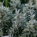 Wormwood Cut (Artemisia Absinthium)
