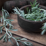 Wormwood Cut (Artemisia Absinthium)